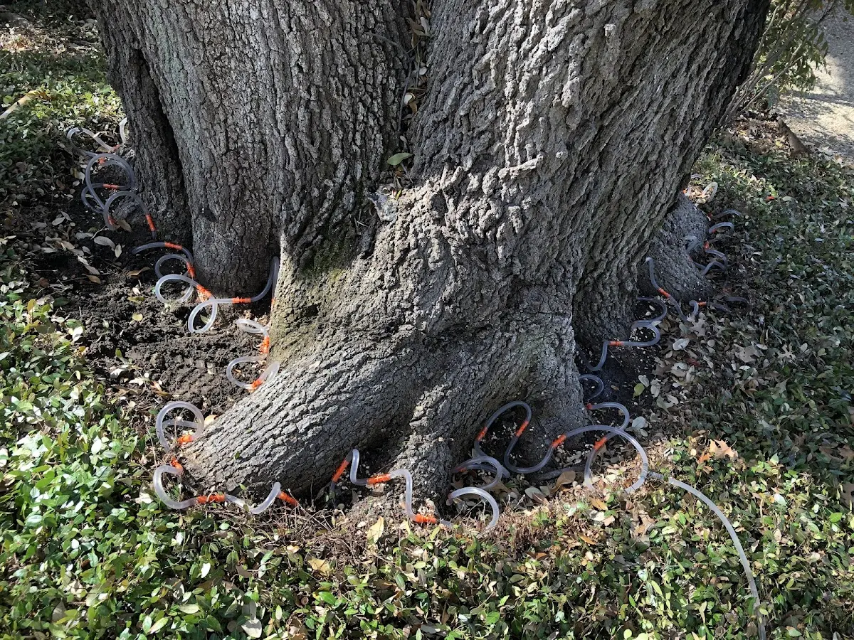 Detailed Tree Cabling and Bracing job site in Strykersville