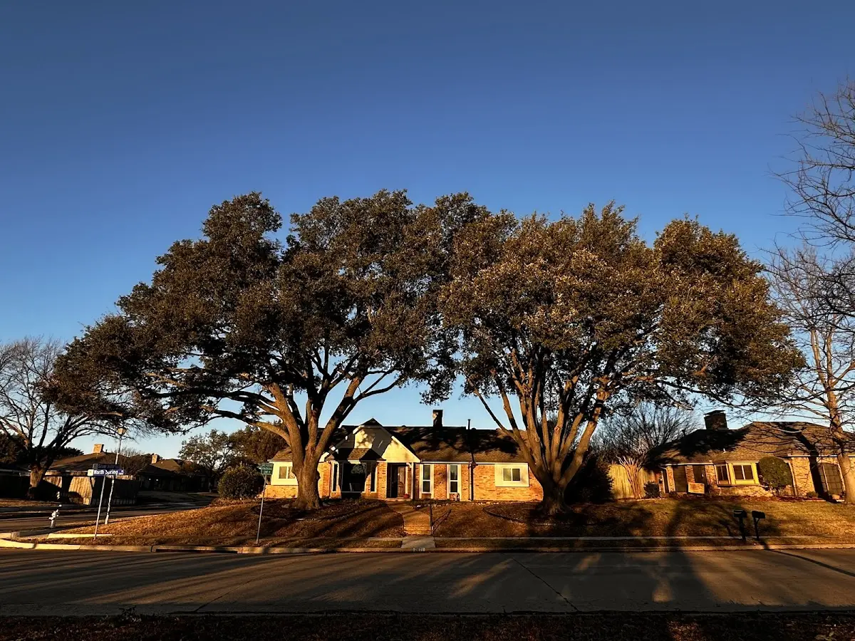 Established residential canopy tree shading a home in Strykersville